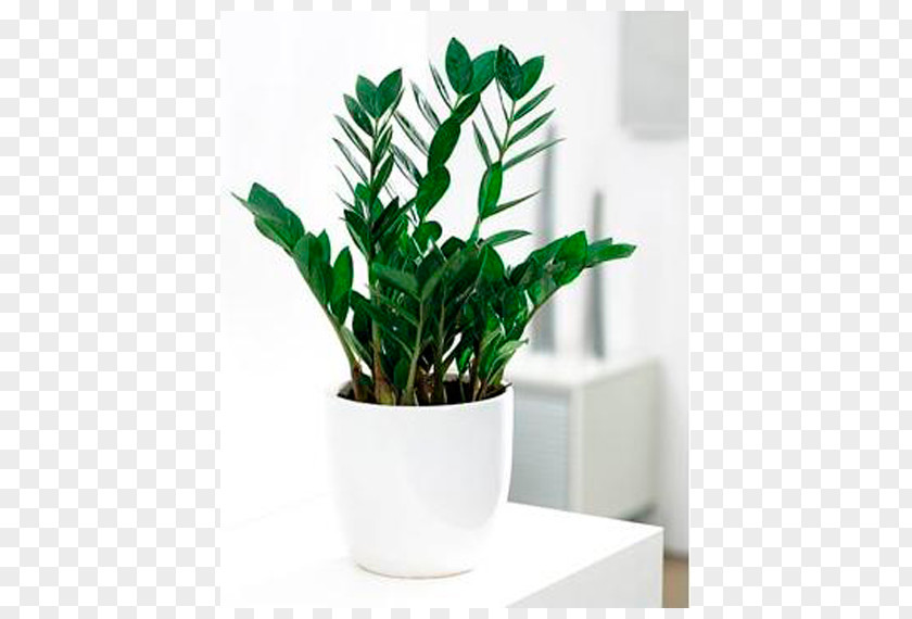 Plant Flowerpot Houseplant Zamioculcas Zamiifolia Zamia PNG