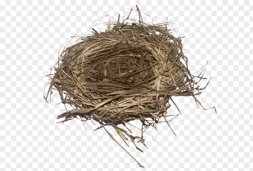 Bird Nest Edible Bird's PNG