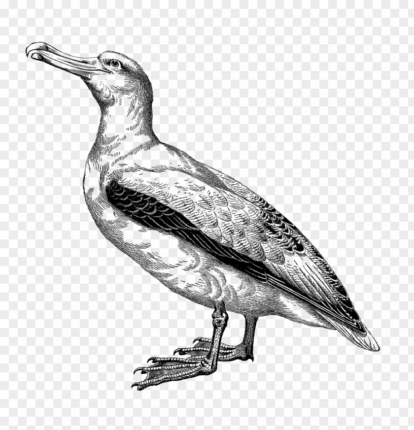 Digital Illustration Drawing Animal Illustrations Albatross Clip Art PNG