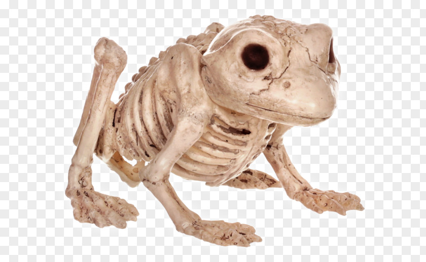 Frog Human Skeleton Bone Vertebral Column PNG