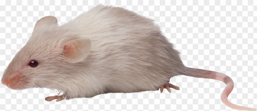 Mouse, Rat Image Computer Mouse Rodent PNG