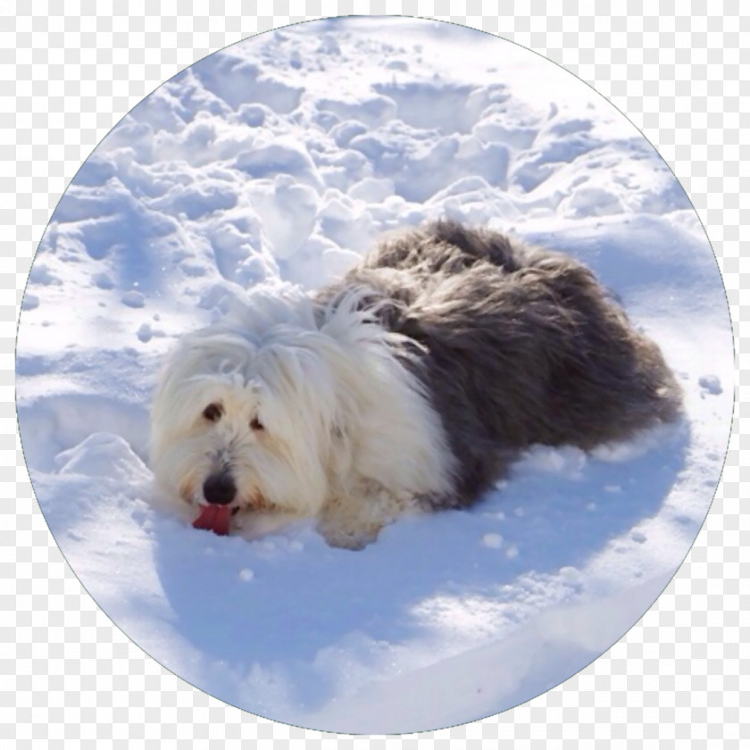 Polar Bear Sapsali Maltese Dog Old English Sheepdog West Highland White Terrier Breed PNG