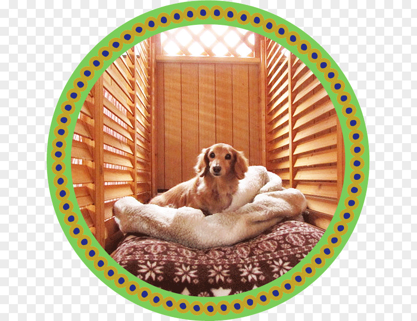 Puppy Cockapoo トリミングスタジオ４-ＤＯＧＳ Companion Dog Breed PNG