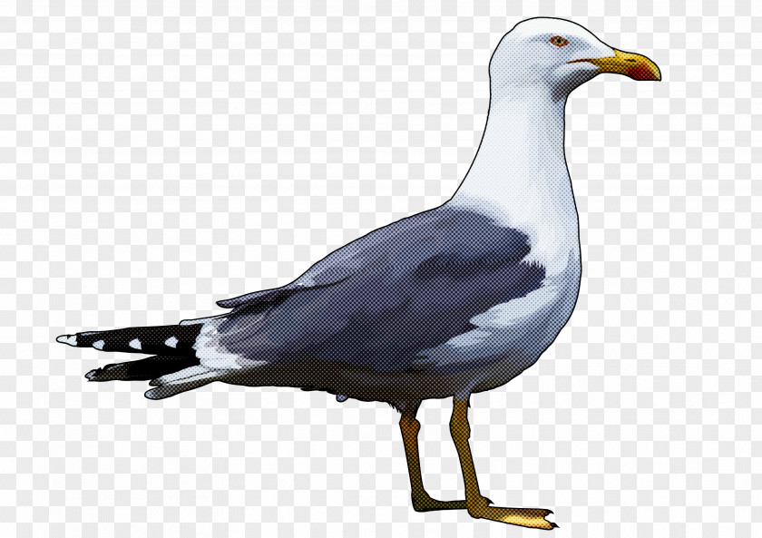 Bird Gull European Herring Beak Western PNG