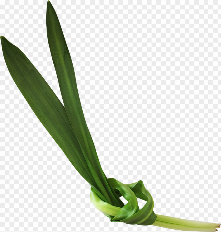 Green Grass Allium Fistulosum Leaf Vegetable Scallion PNG