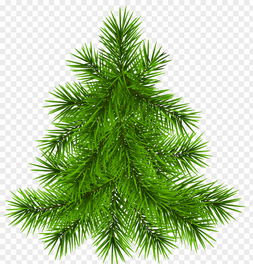 Pine Christmas Clip Art PNG