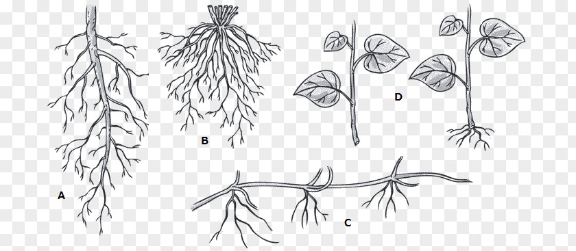 Root System Twig /m/02csf Line Art Plant Stem Drawing PNG