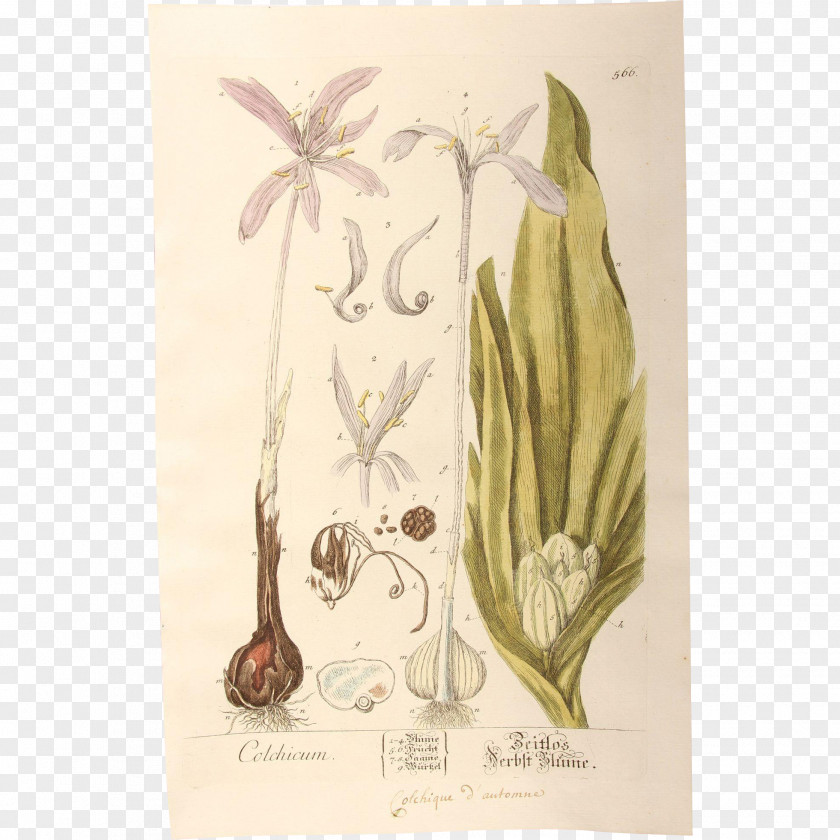 Saffron Paper Hare Drawing Flora Fauna PNG