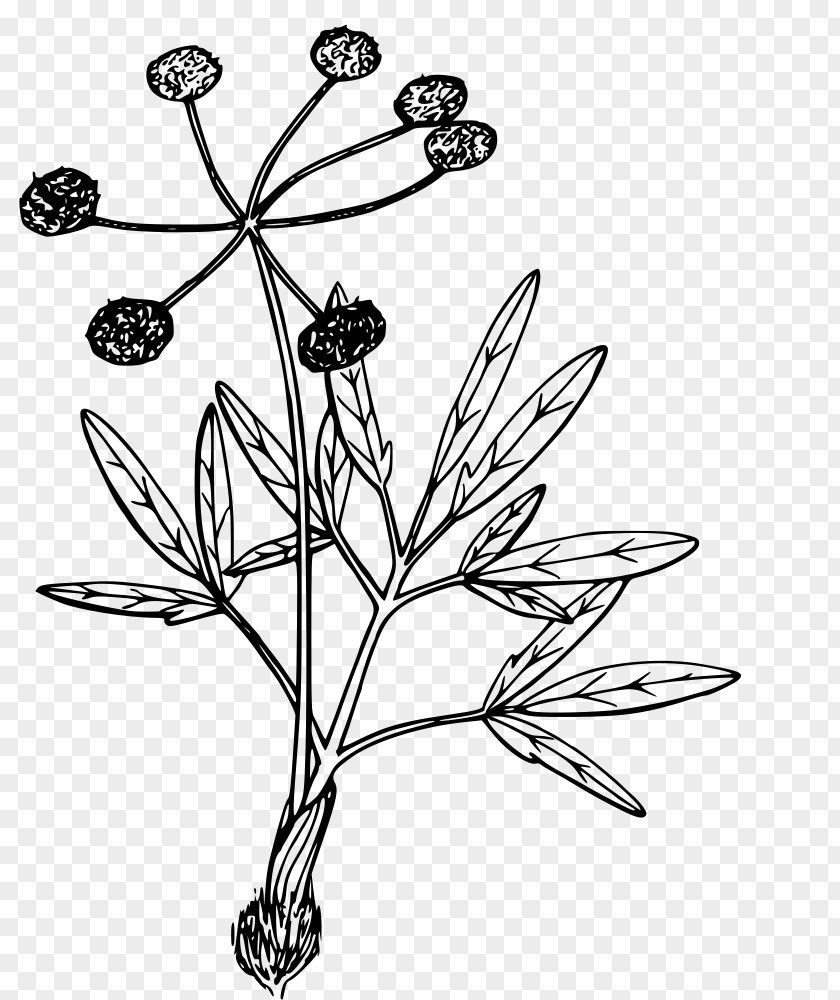 Blackandwhite Grass Plant Flower Leaf Pedicel Stem PNG