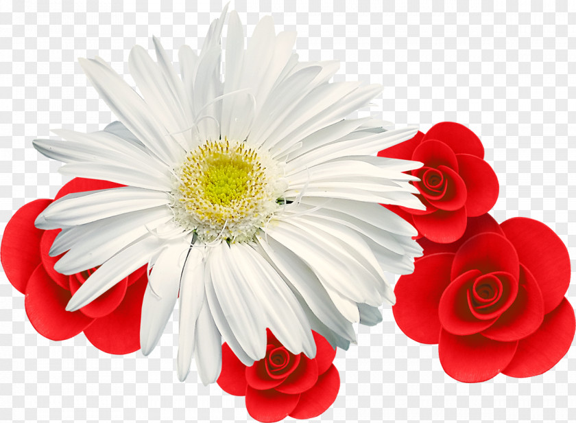 Camomile Chrysanthemum Desktop Wallpaper Muscle PNG
