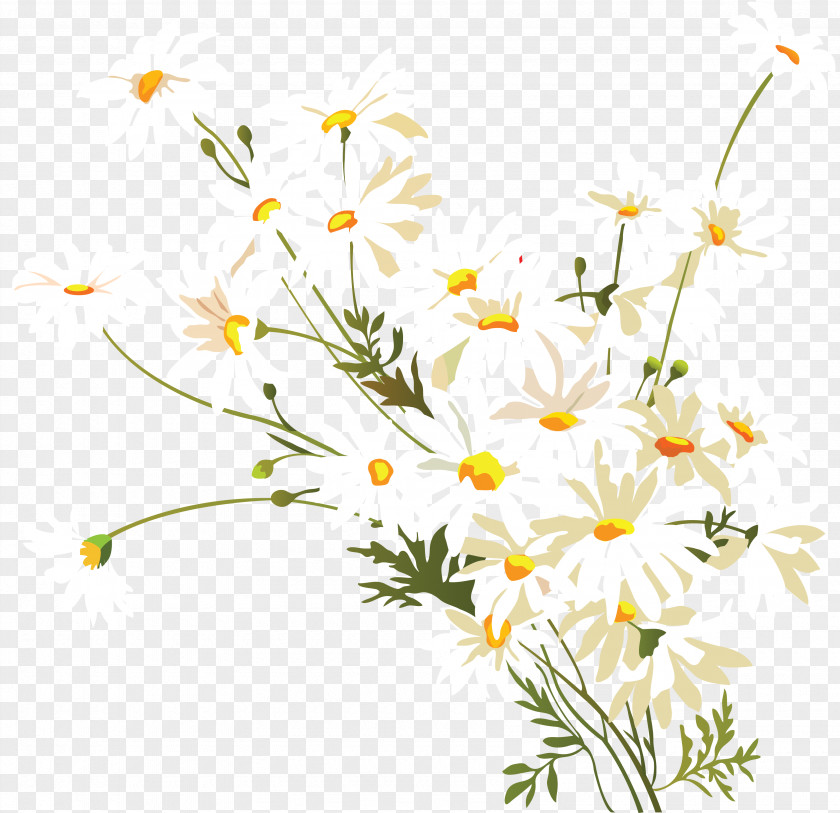 Chamomile Clip Art Flower Image PNG