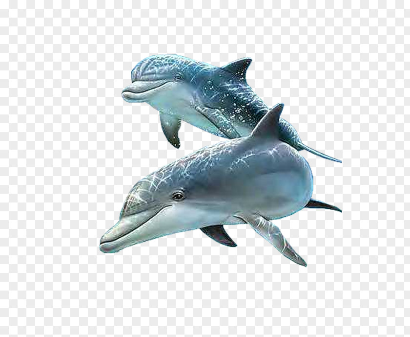 Dolphin IPhone Cetacea PNG