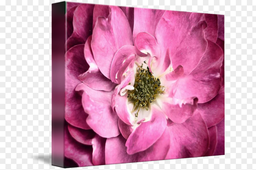 Flower Cabbage Rose Petal Pink Art PNG