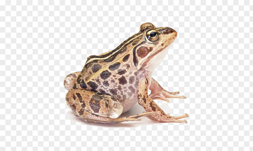 Horror Frog Common Edible True Amphibian PNG