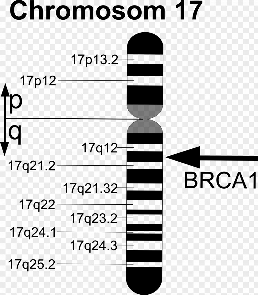 BRCA1 BRCA Mutation BRCA2 Gene PNG