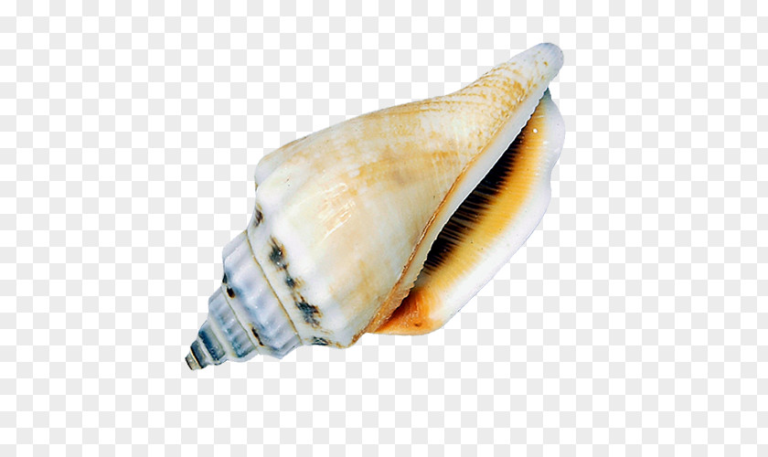 Conch Sea Snail Seashell PNG