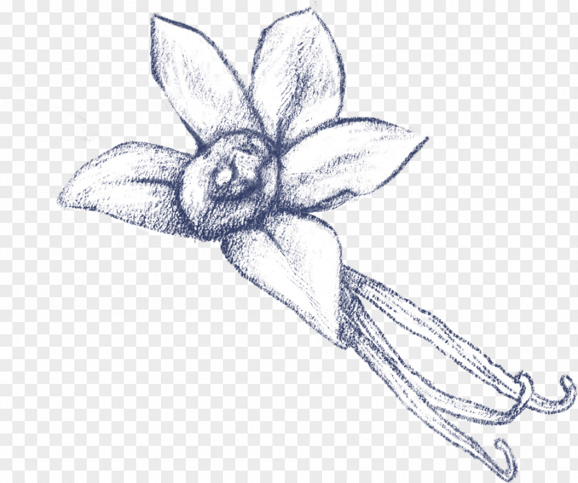 Drawing Plant Sketch Flower Narcissus PNG