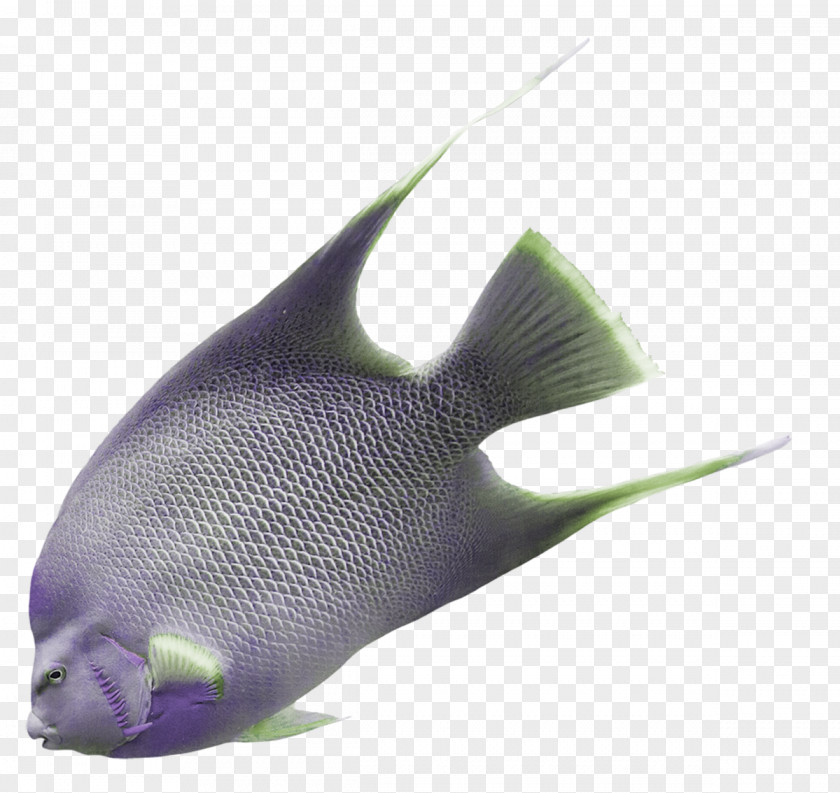 Fish Purple Grey Violet PNG