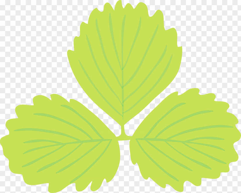 Leaf Green M-tree Tree Biology PNG