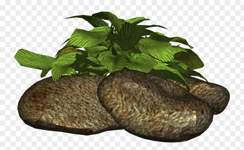 Vegetable PNG