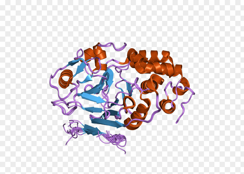 Calcineurin Protein Serine/threonine Phosphatase NFAT T Cell PNG