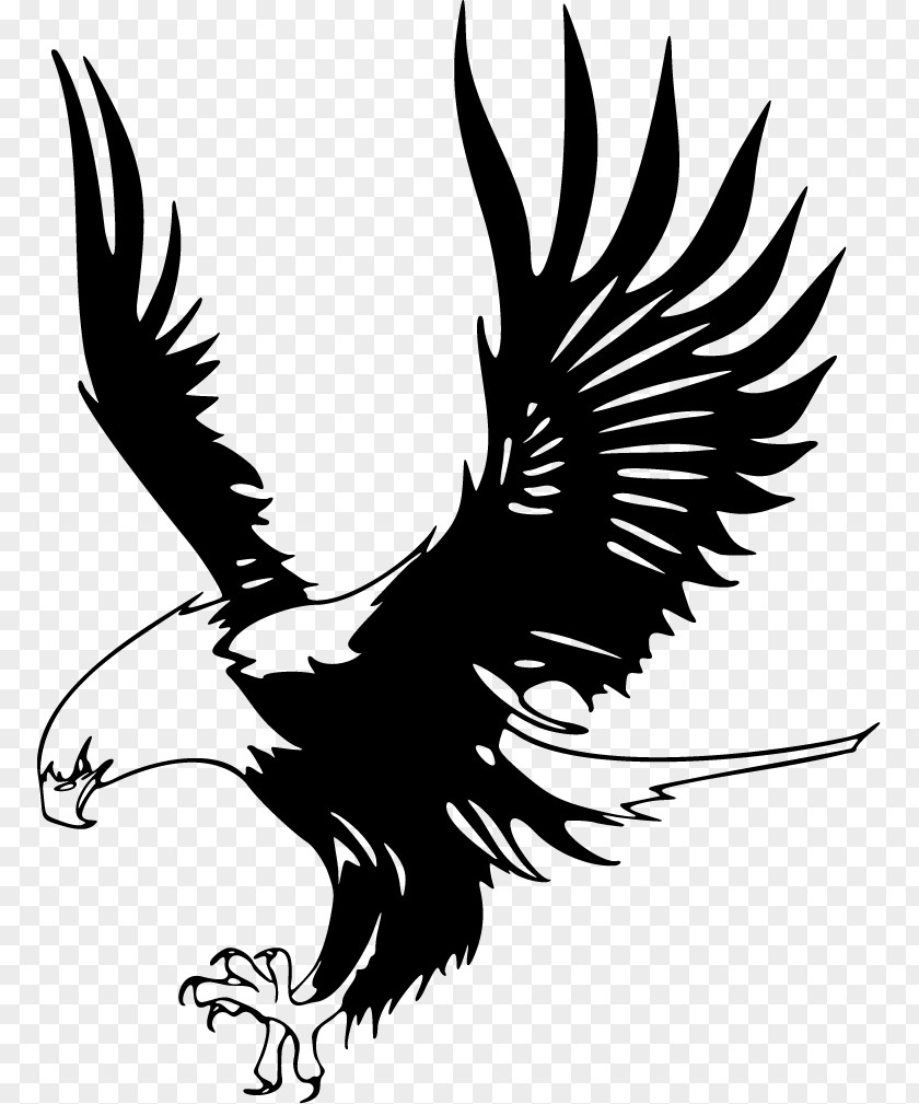 Cartoon Pictures Of Eagles Bald Eagle Just Black-and-white Hawk-eagle Clip Art PNG