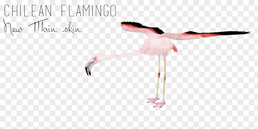 Chilean Flamingo Water Bird Beak Line Angle PNG