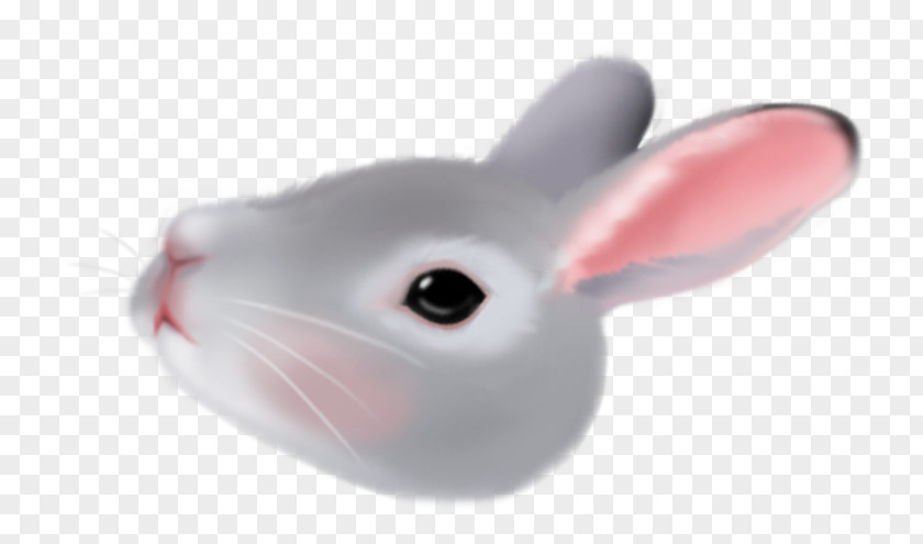 Choco Domestic Rabbit Product Whiskers Computer Mouse Snout PNG