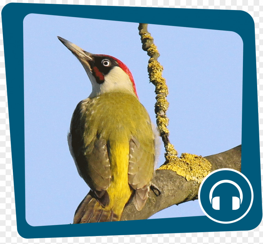 Gesang European Green Woodpecker Internet Podcast Great Spotted PNG