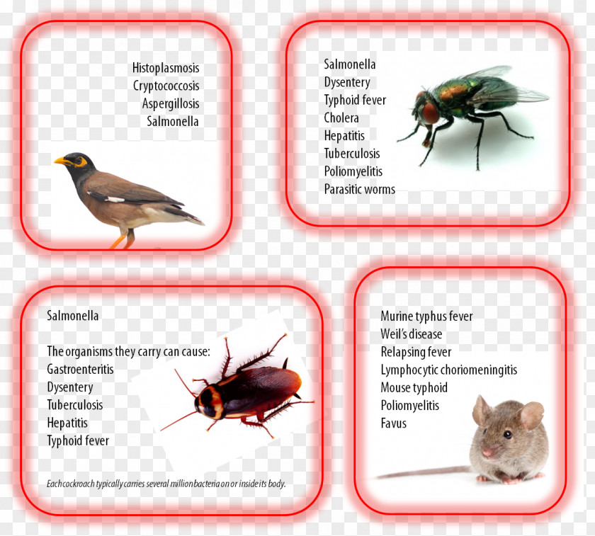 Insect Pest Control Disease Parasitism PNG
