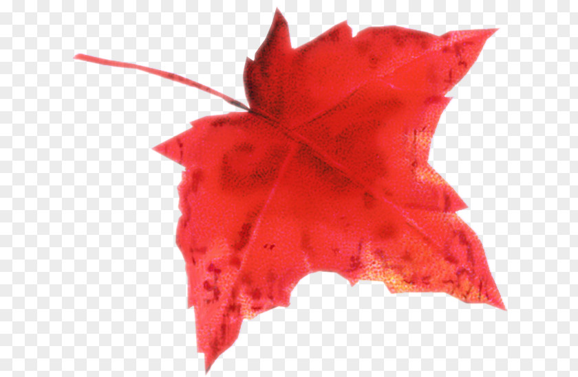 Maple Leaf Autumn Color Petal PNG
