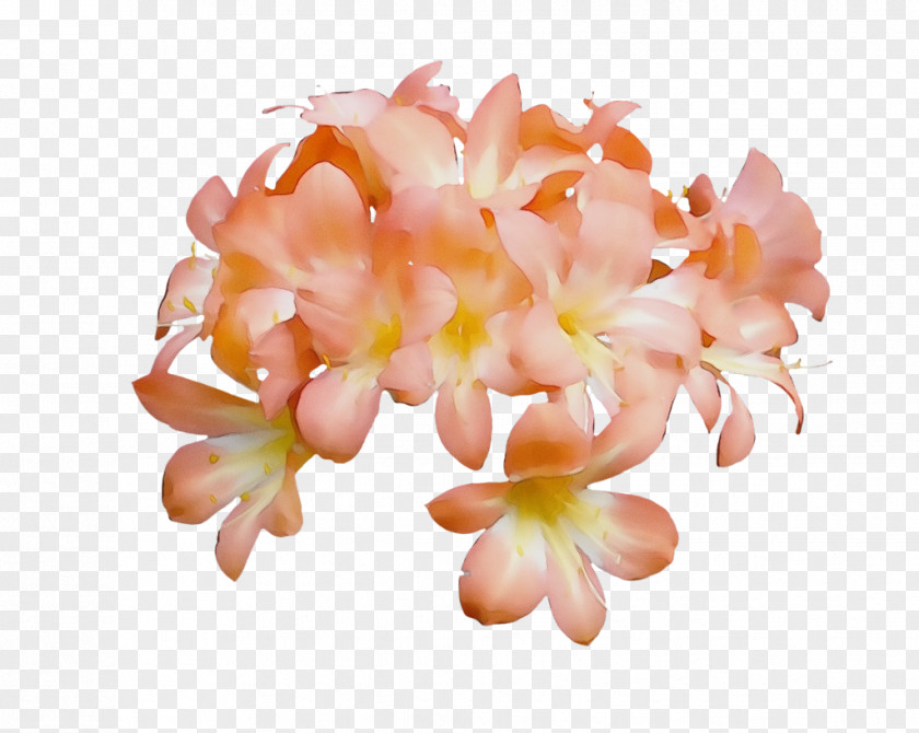 Perennial Plant Frangipani Orange PNG