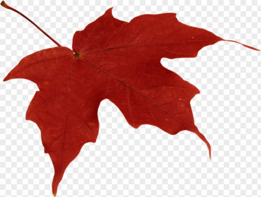 Autumn Leaves Leaf Color Clip Art PNG