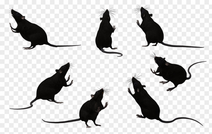 Black Rat Cliparts Whiskers Laboratory Mouse Rodent PNG