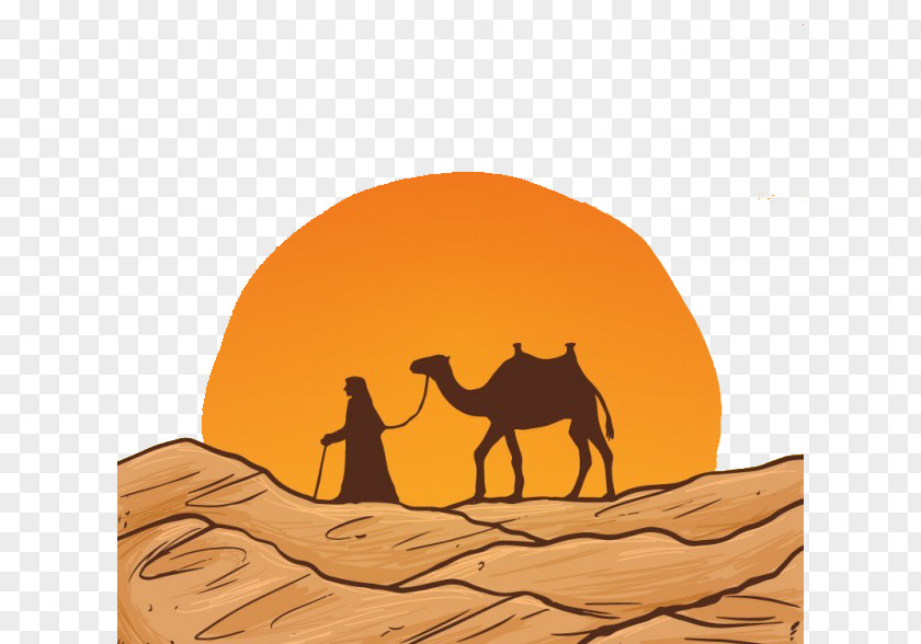 Desert Camel Drawing Euclidean Vector PNG