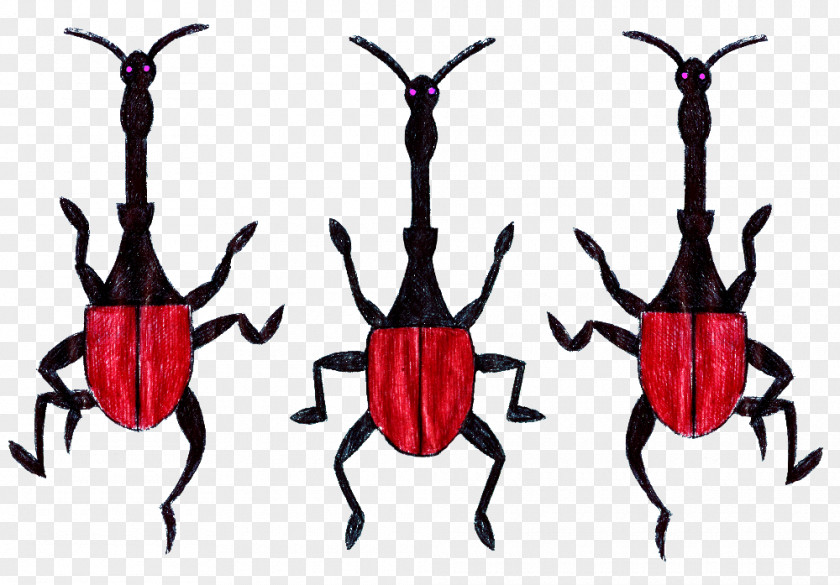 Giraffe Beetle Wheat Weevil Insect Hylobius Abietis PNG