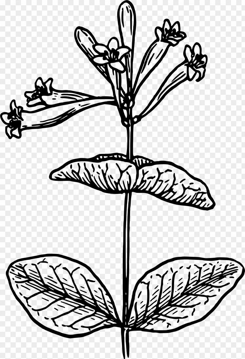 Honeysuckle Drawing Art Clip PNG