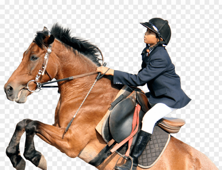 Horse Riding Tack Equestrian Hunt Seat PNG