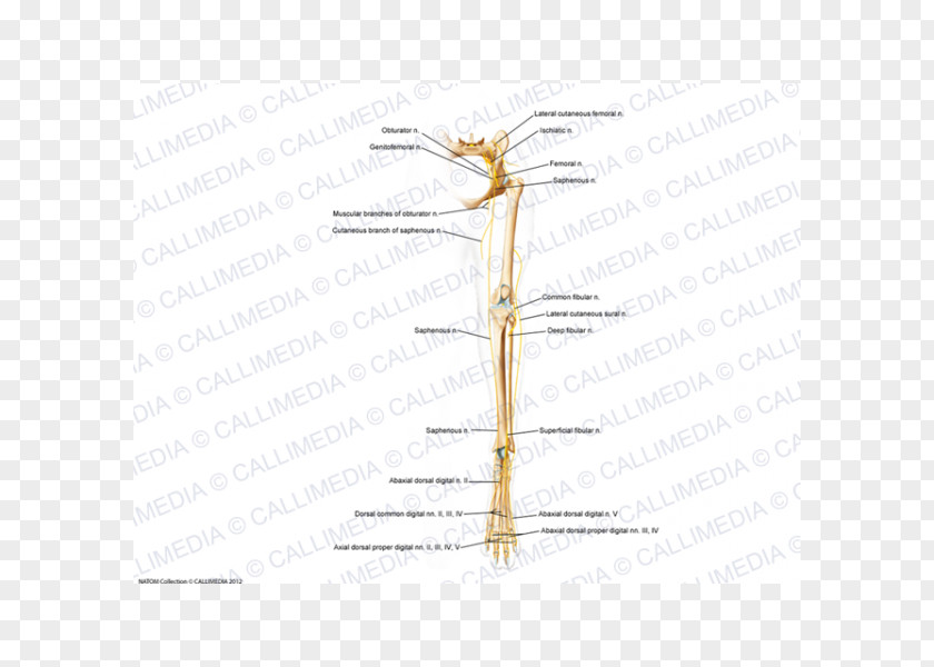 Insect Twig Line Plant Stem Angle PNG