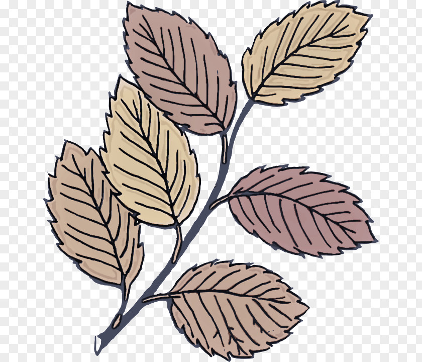 Leaf Plant Sweet Birch Tree Swamp PNG