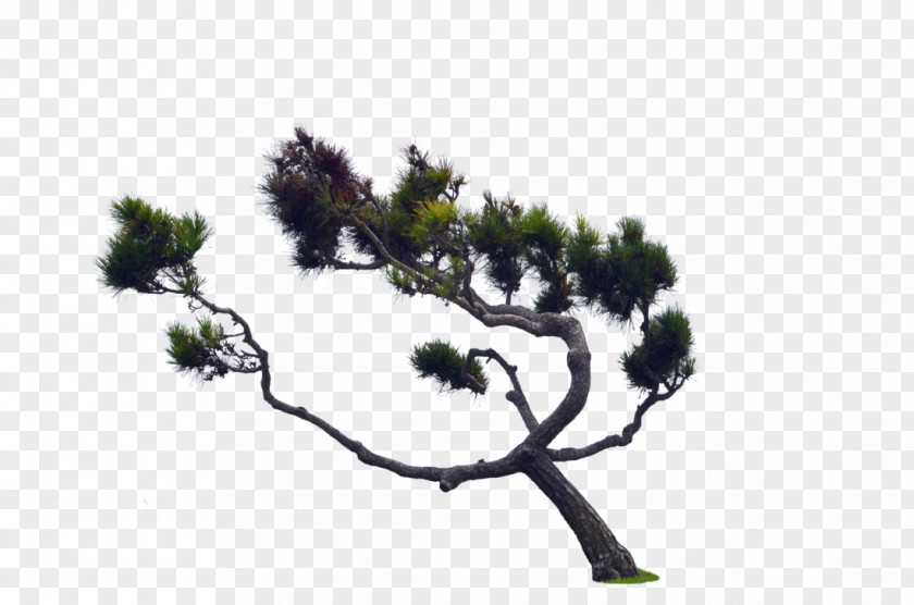 Wind Blowing Tree Conifer Cone Scots Pine Fir PNG