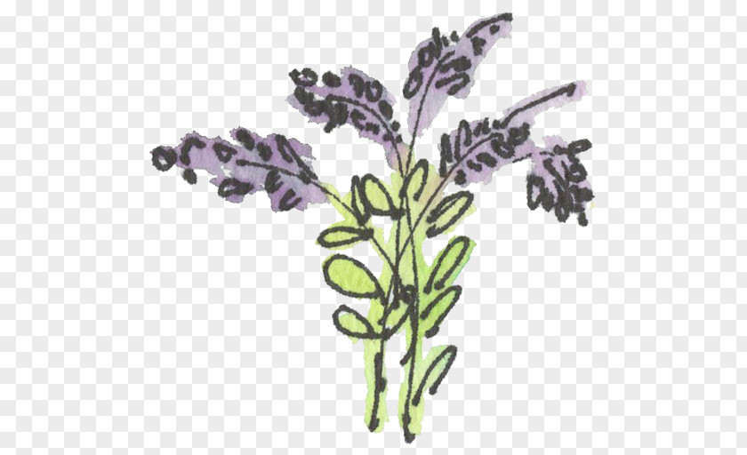 English Lavender French Drawing Clip Art PNG