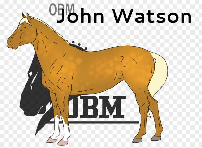 John Watson Mustang Stallion Foal Colt Mare PNG