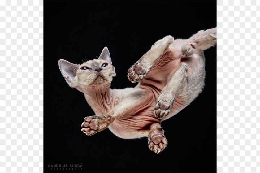 Kitten Sphynx Cat Show Felidae Meow PNG
