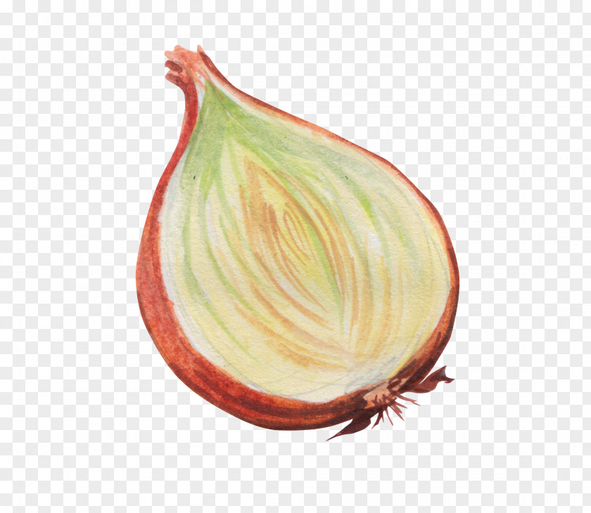 Painted Onions Onion Vegetable PNG
