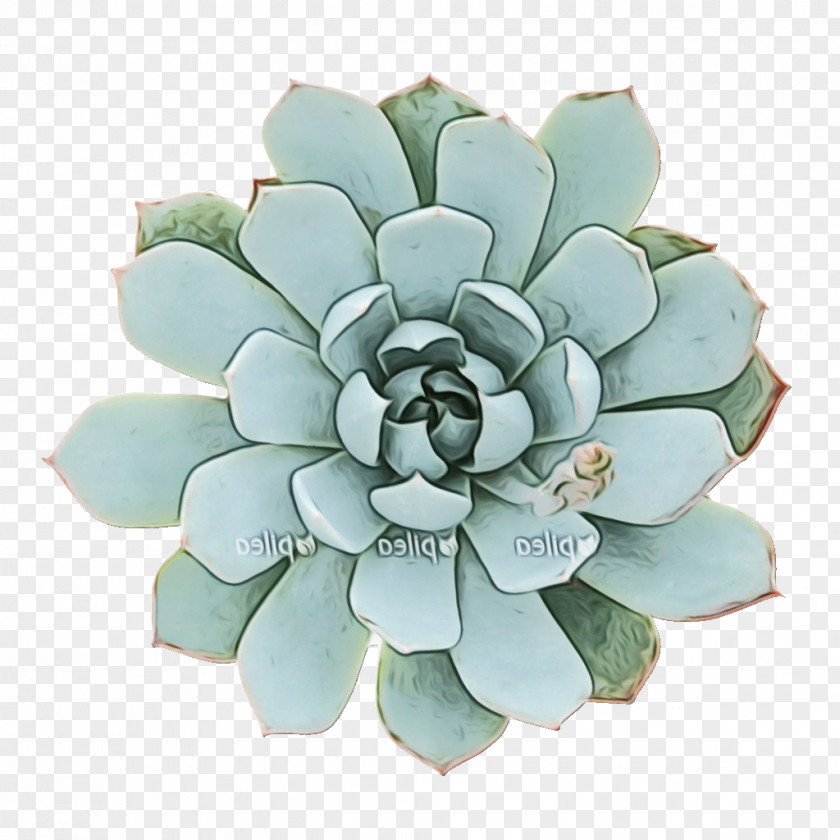 Perennial Plant Stonecrop Family Green Flower PNG