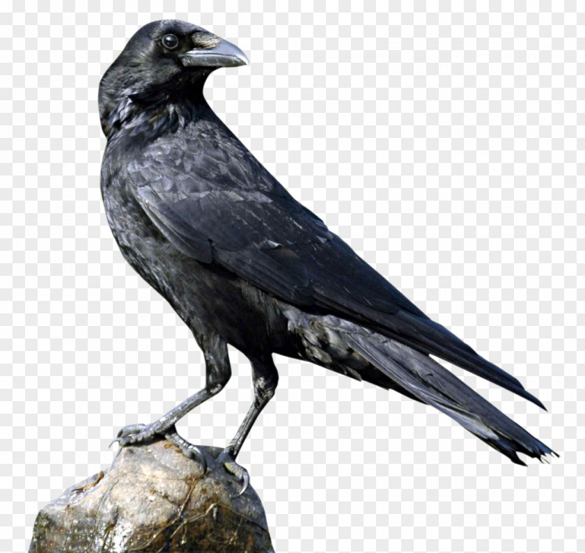 Creative Crows Rook American Crow PNG