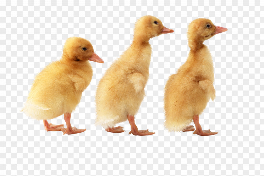 Duck American Pekin Goose Image File Formats PNG