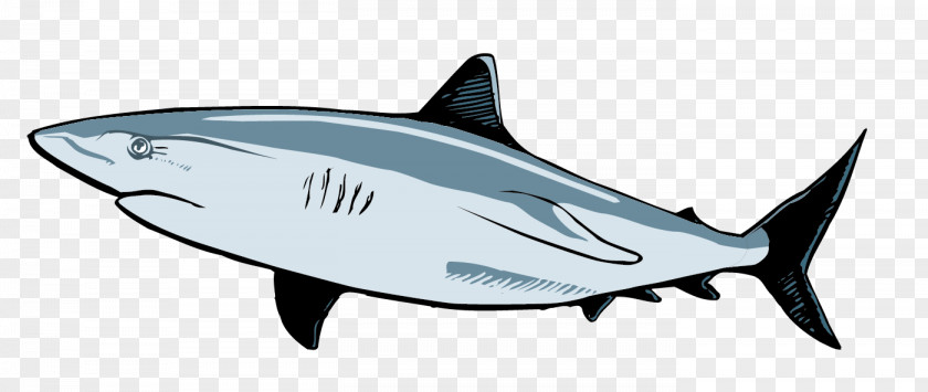 Shark Vector Material Requiem Great White Clip Art PNG