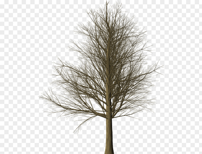Tree Larch Branch Pine Leaf PNG
